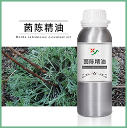 茵陈精油