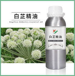 白芷精油